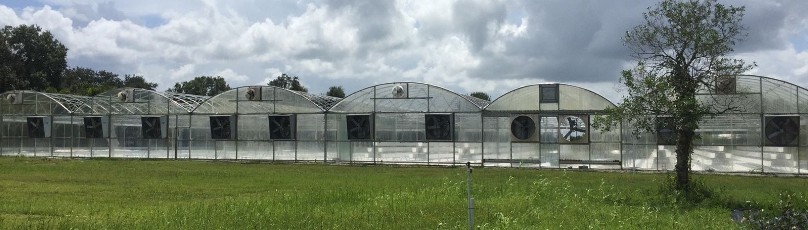 Looking out across a field at a row of greenhouses.
