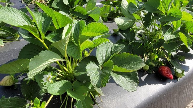 AI technology uses less herbicide to kill weeds
